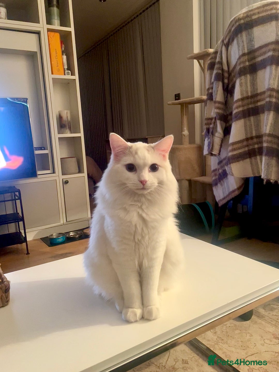 Ragdoll cats for sale: Beautiful Ragdoll - Image 3