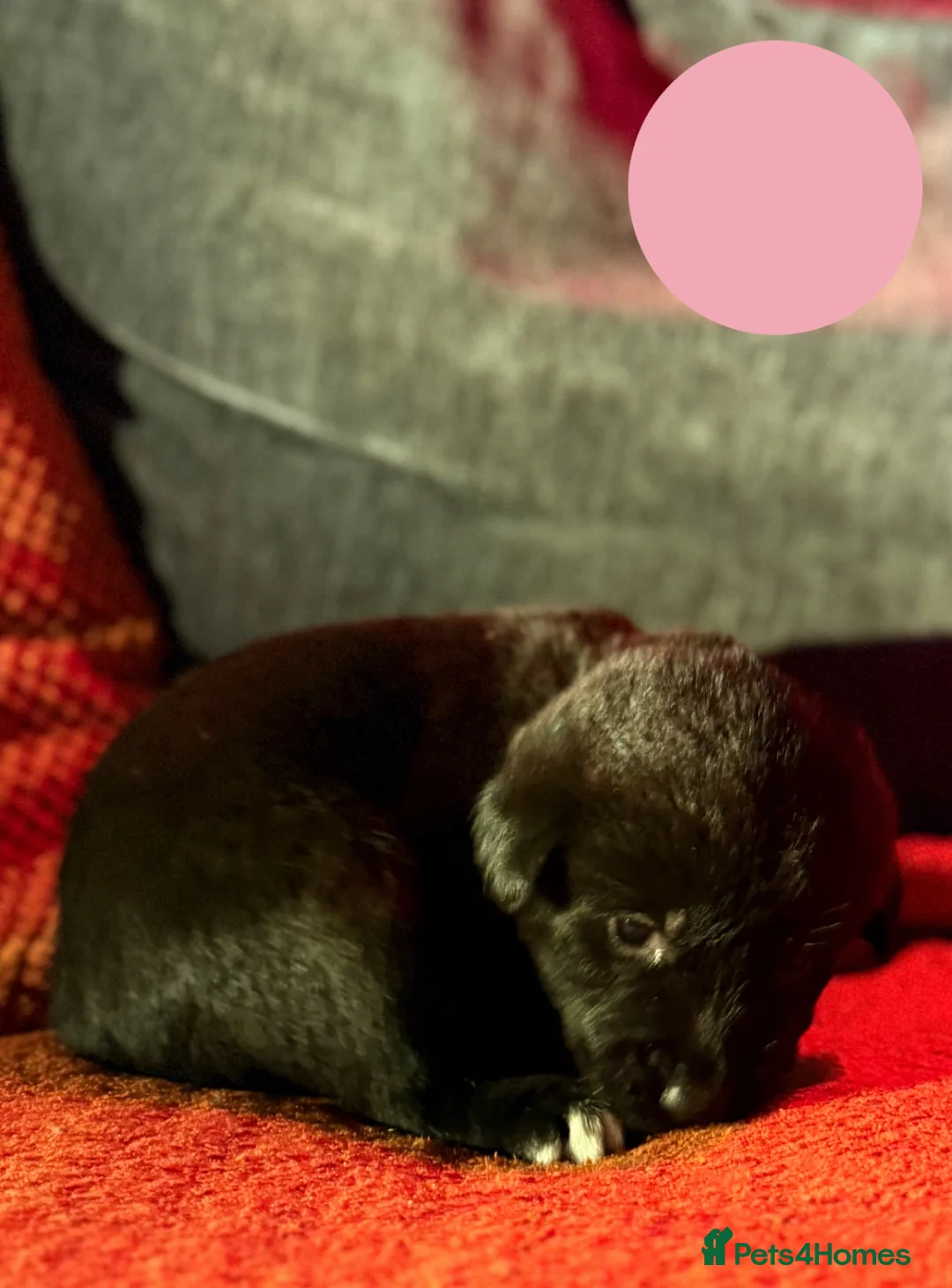 Mixed Breed dogs for sale: Labrakita - Advert 10