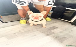 French Bulldog dogs for stud: KCR French bulldog for stud - Image 3