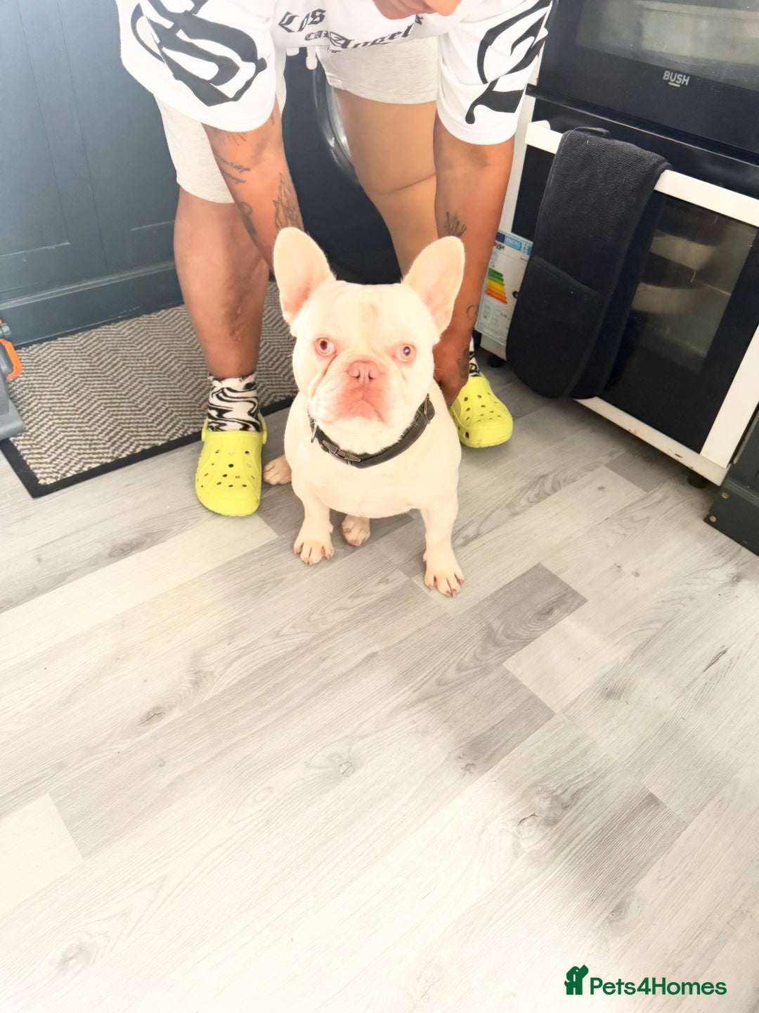 French Bulldog dogs for stud: KCR French bulldog for stud - Image 3