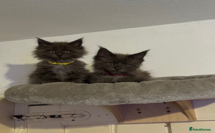 Maine Coon cats - Advert 12