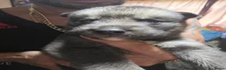 Shepsky dogs for sale: 9 shepsky puppies  - Advert 13