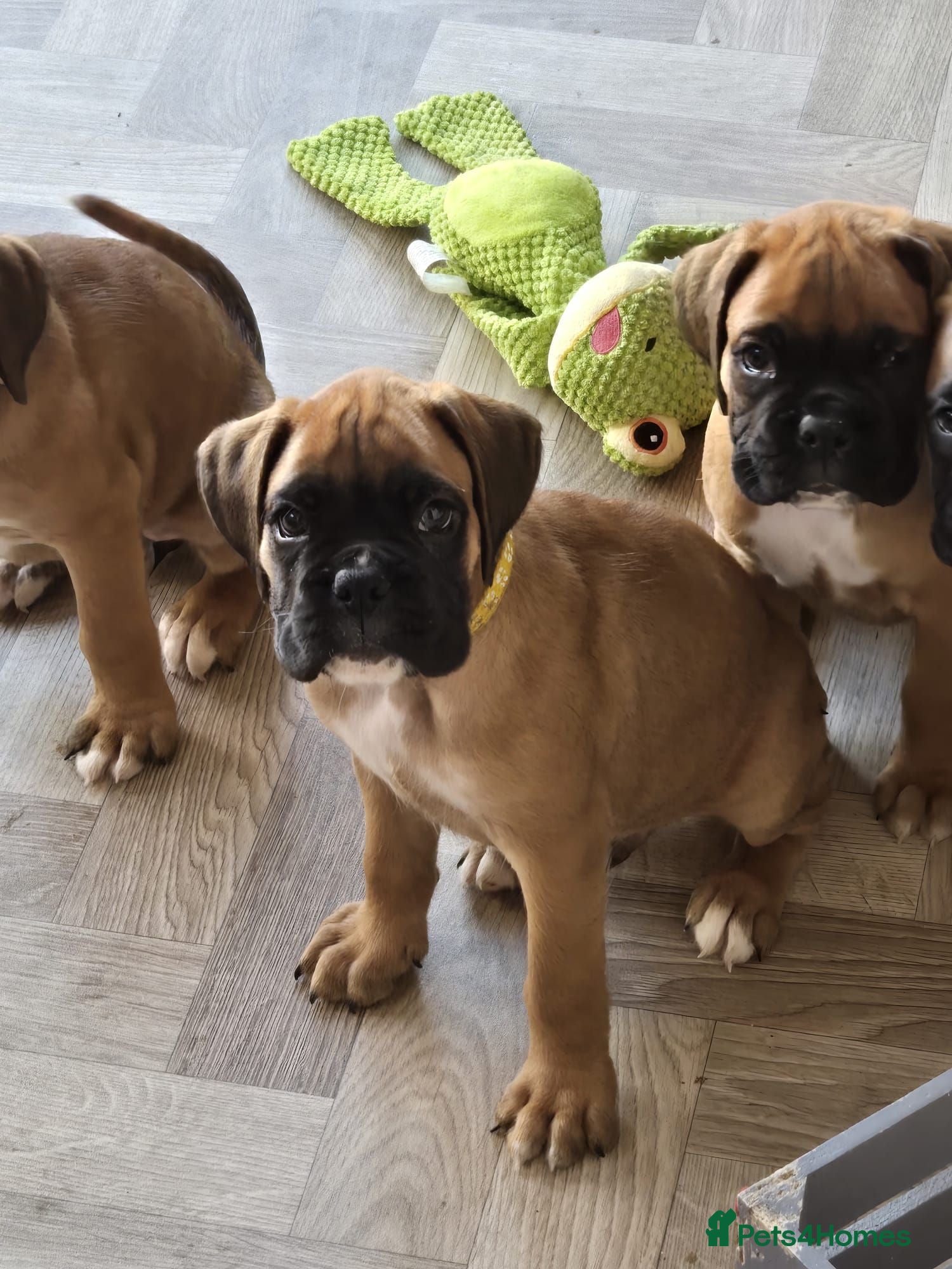 Boxer dogs Boxer Puppies Ready soon - Advert 1