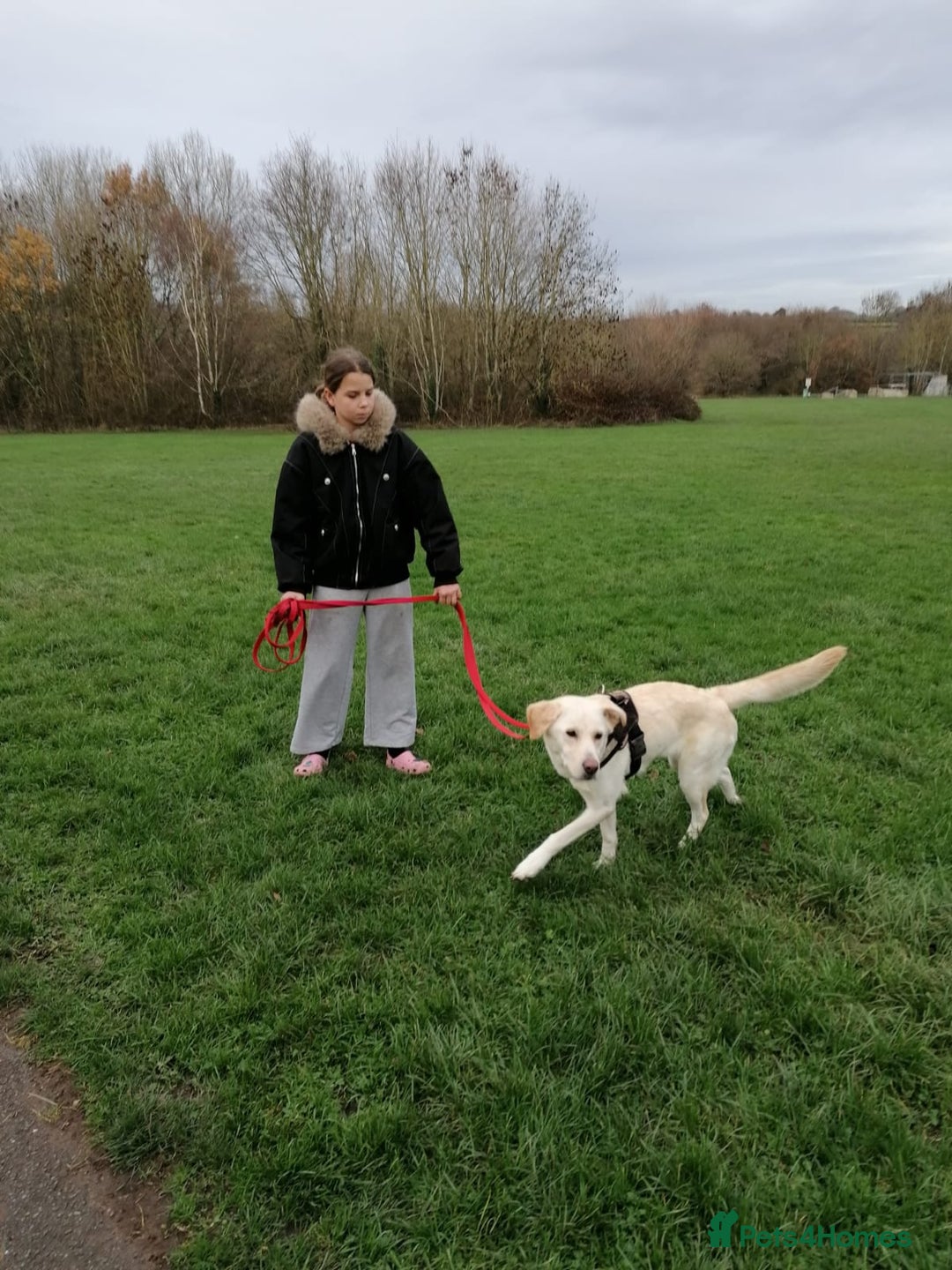 Mixed Breed dogs for adoption: ❤️🐶 HONEY – Gentle Labrador Cross Girl ❤️🐶 - Advert 8