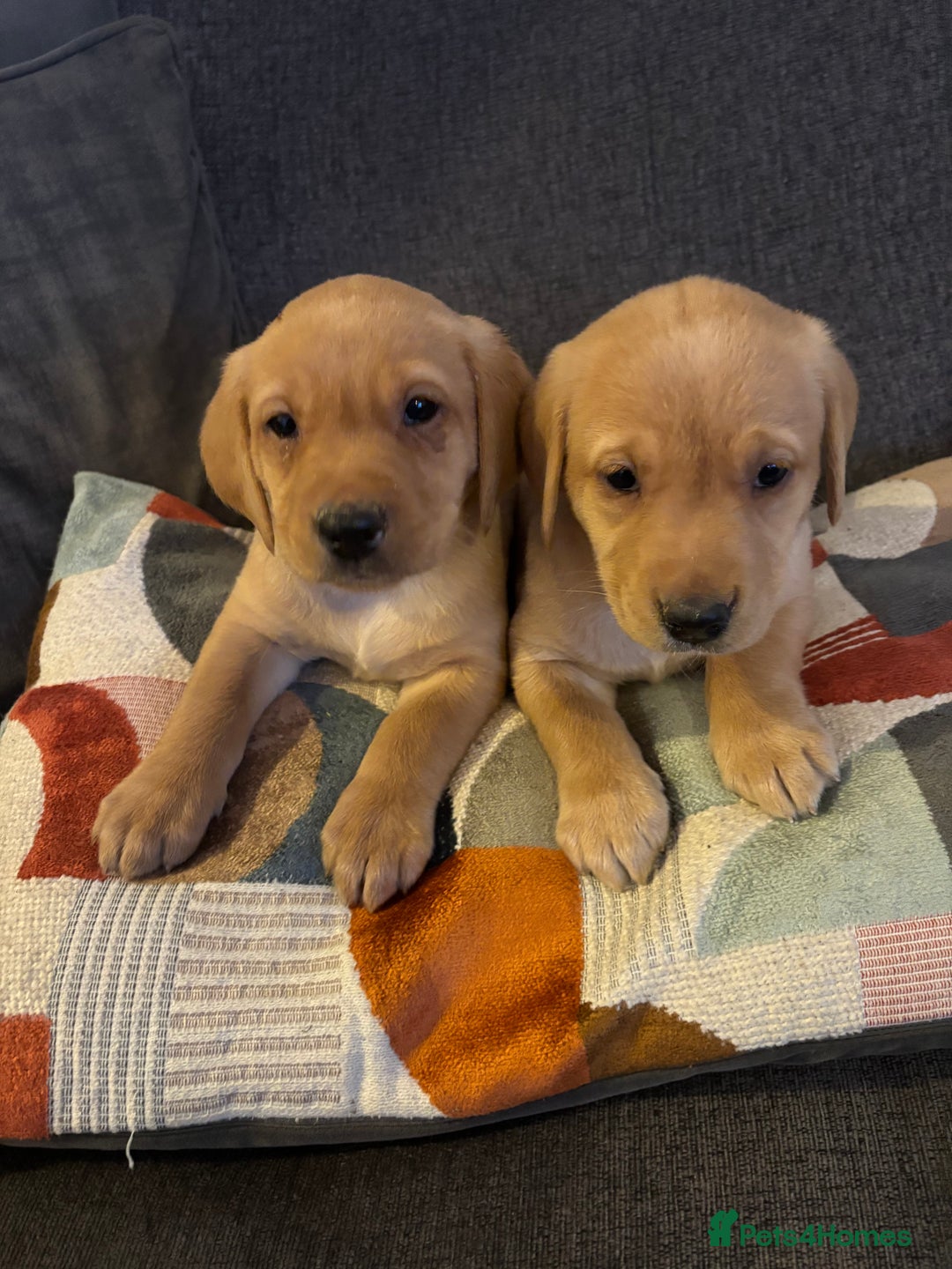 Labrador Retriever dogs for sale: KC registered Labrador retriever pups - Advert 4