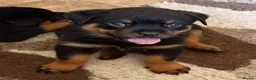 Rottweiler dogs for sale: Ready next week. Kc reg, health tested parents - Advert 14