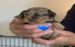 Miniature Dachshund dogs for sale: Wirehaired Miniture Dachshunds KC reg - Image 8