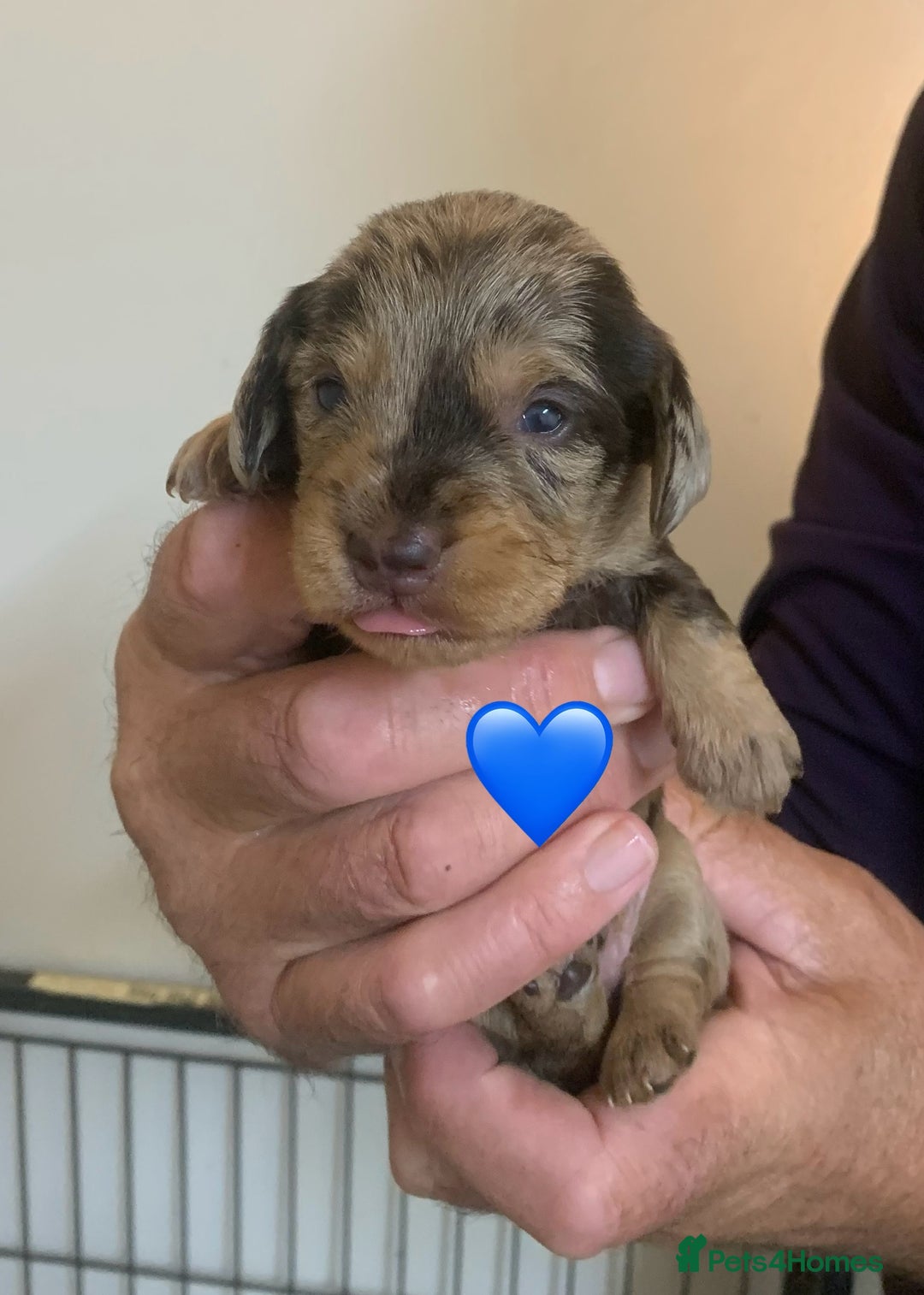 Miniature Dachshund dogs for sale: Wirehaired Miniture Dachshunds KC reg - Image 8