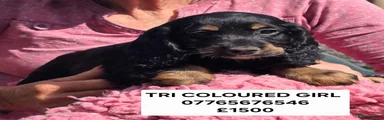 Cocker Spaniel 1