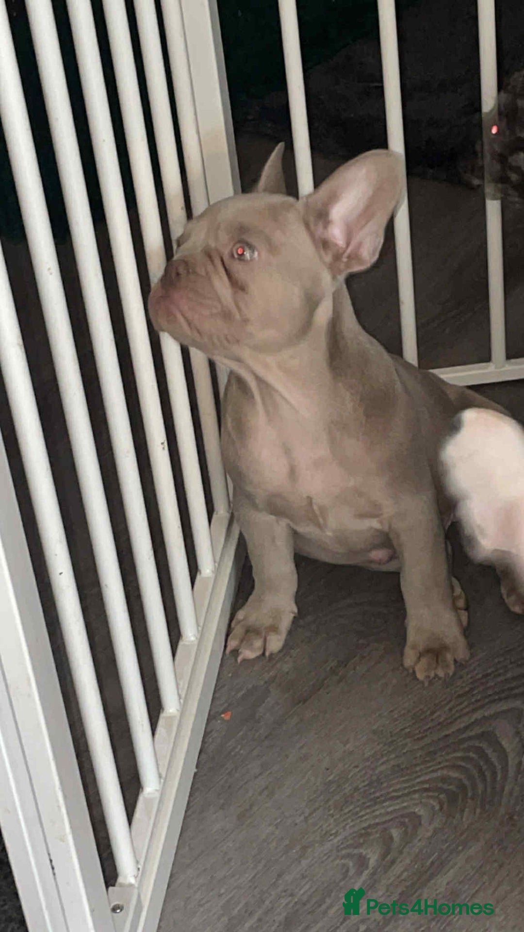 French Bulldog dogs for sale: French bulldogs LAST ONE !  - Image 3