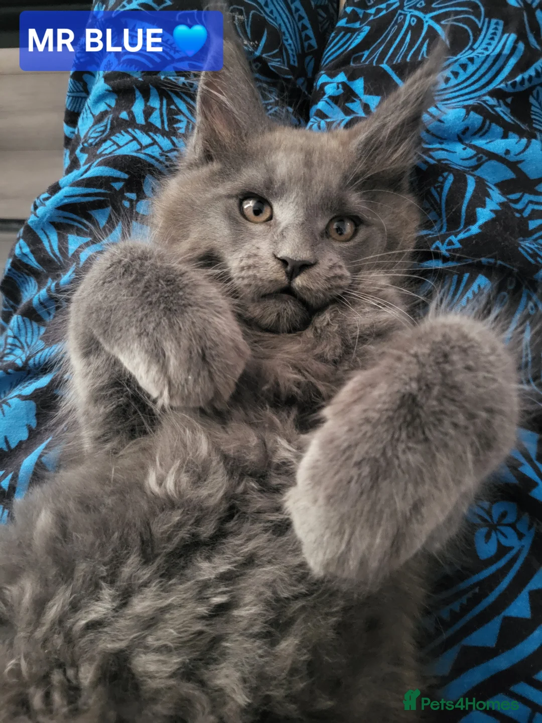 Maine Coon cats for sale: 3 Beautiful Maine coons  - Advert 2