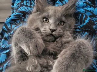 Maine Coon cats 3 Beautiful Maine coons - Advert 2