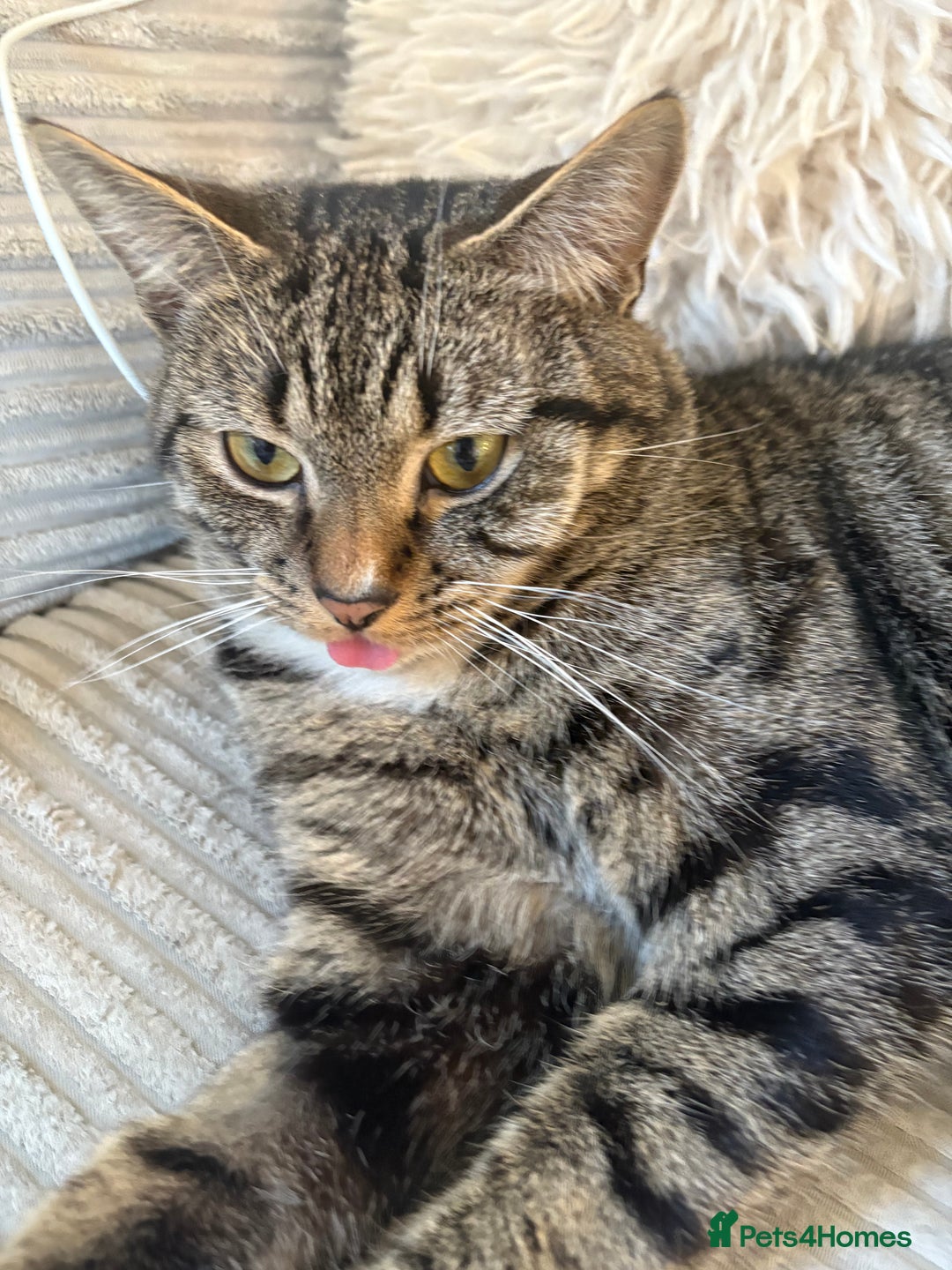 Mixed Breed cats for sale: Snowy and pip🩵💕 - Image 18