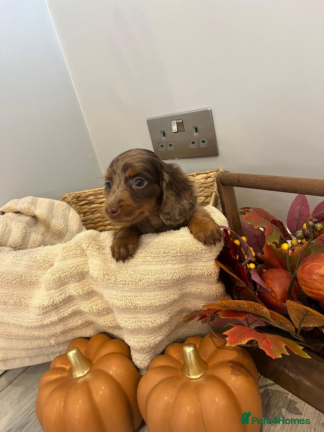 Miniature Dachshund dogs for sale: Beautiful miniature dachshund puppies  - Image 25