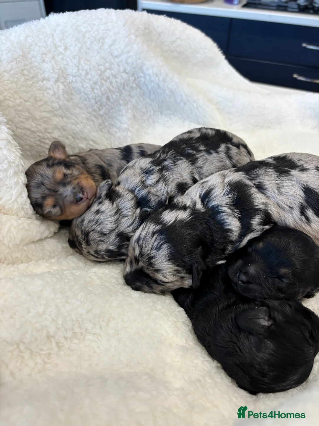 Maltipoo dogs for sale: 💎 Adorable Maltipoo Puppies ❤️ - Advert 3