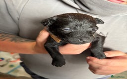 Patterdale Terrier dogs for sale: Patterdale puppies  - Image 21