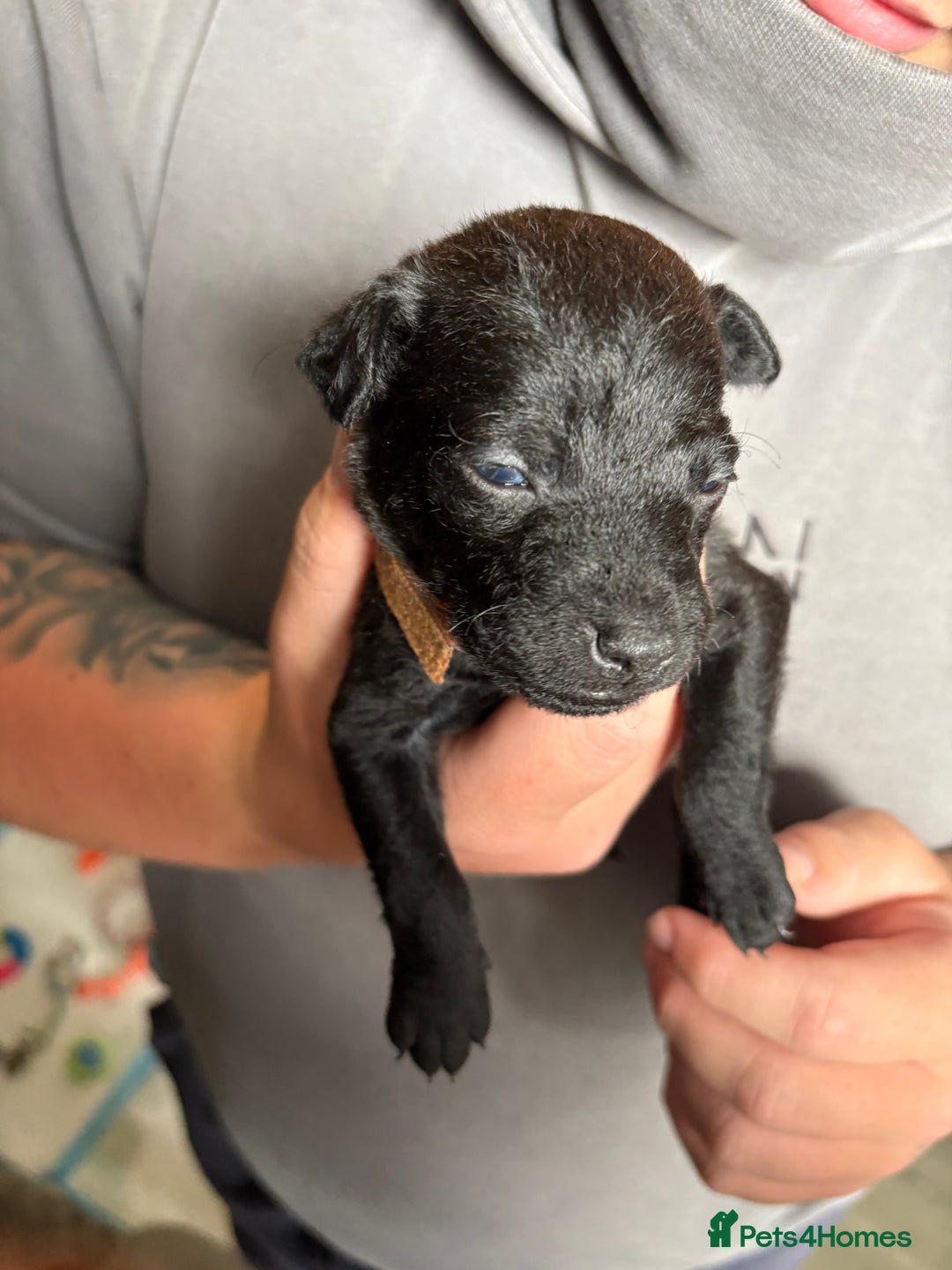 Patterdale Terrier dogs for sale: Patterdale puppies  - Image 21