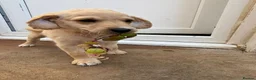 Mixed Breed dogs for sale: ONLY 2 LEFT Double Doodle Puppies (Cockadoodles) - Advert 18