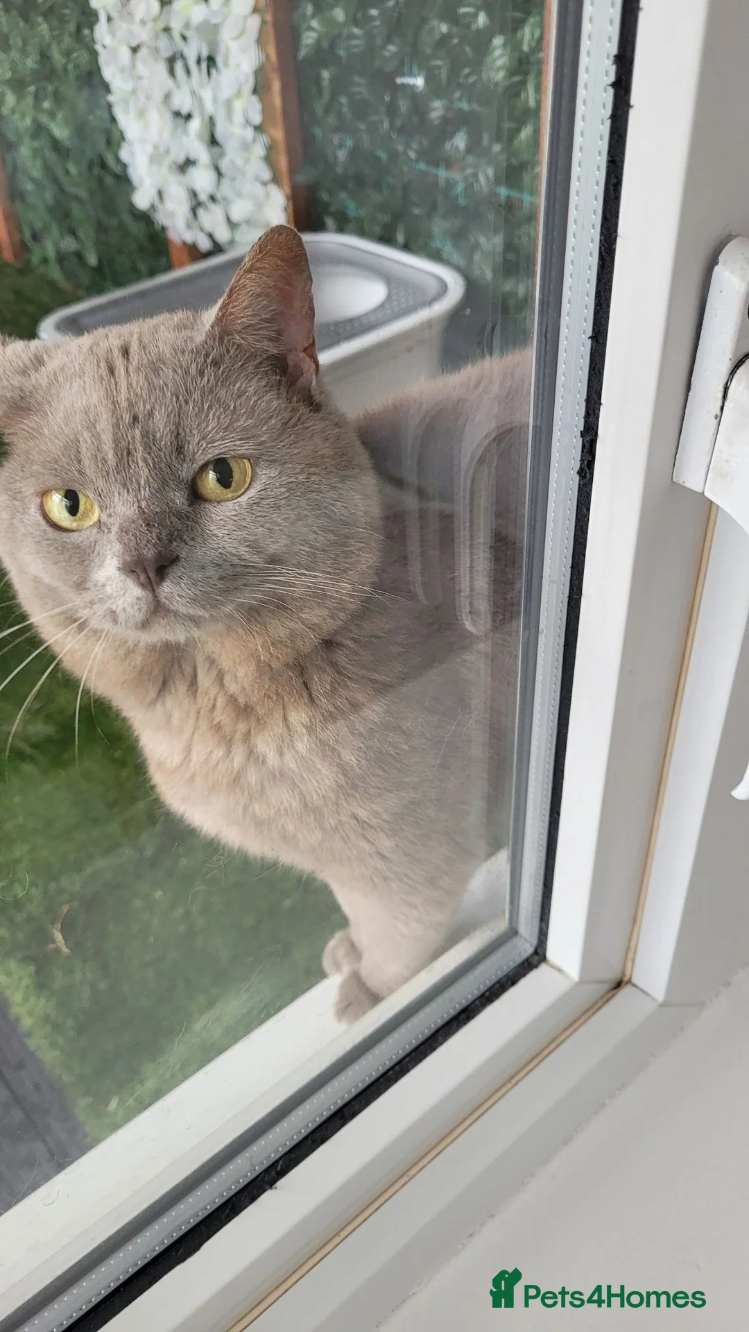 British Shorthair cats for stud: Blue for stud duties  - Advert 4