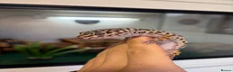 Leopard Gecko reptiles for sale: 2 Female Leopard Geckos + Full Setup  in Southampton - Advert 2