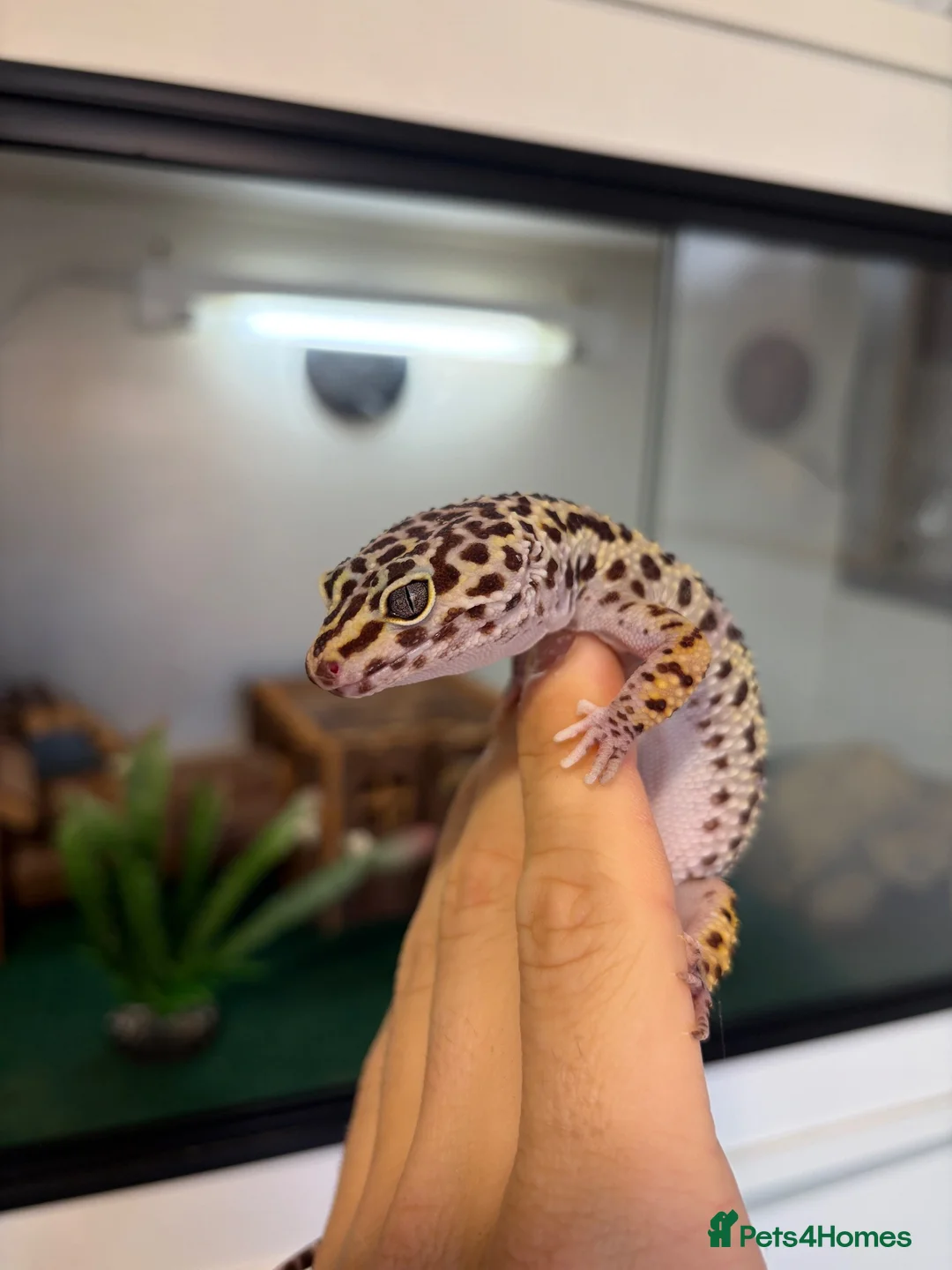 Leopard Gecko reptiles for sale: 2 Female Leopard Geckos + Full Setup  in Southampton - Advert 2