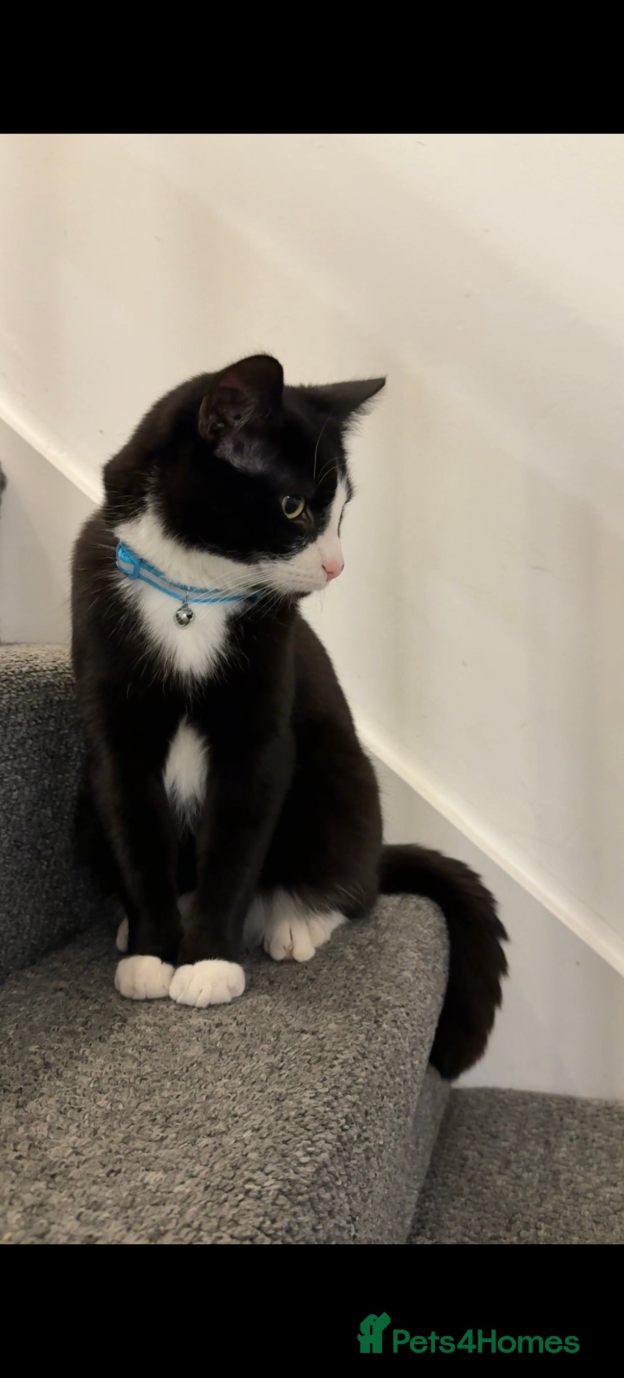 Mixed Breed cats Tuxedo black and white cat in Blackburn - Advert 1