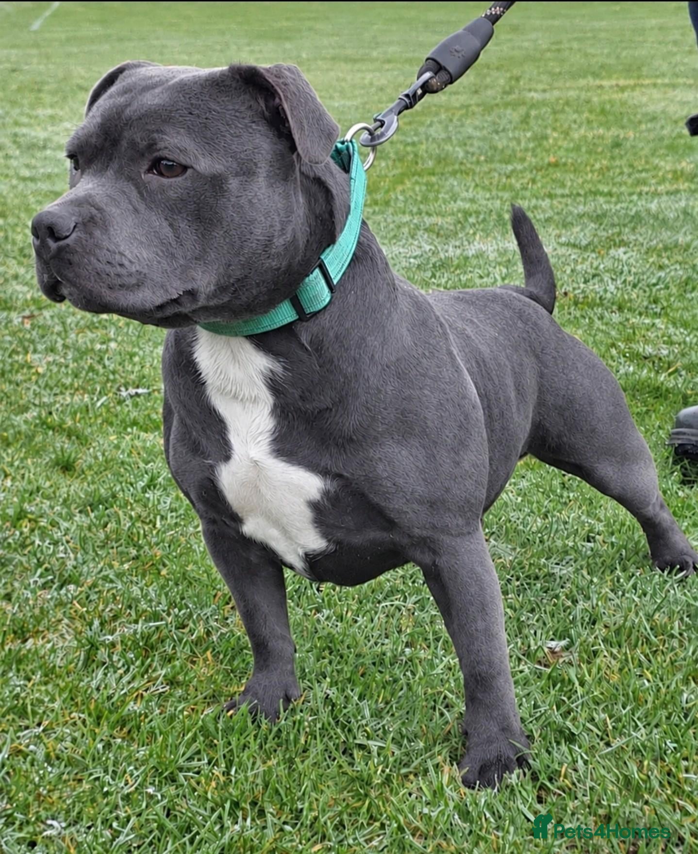 Staffordshire Bull Terrier dogs REZAVOIRES THE BLUE PRINCE,LICENSED,14 INCHES TALL - Advert 5