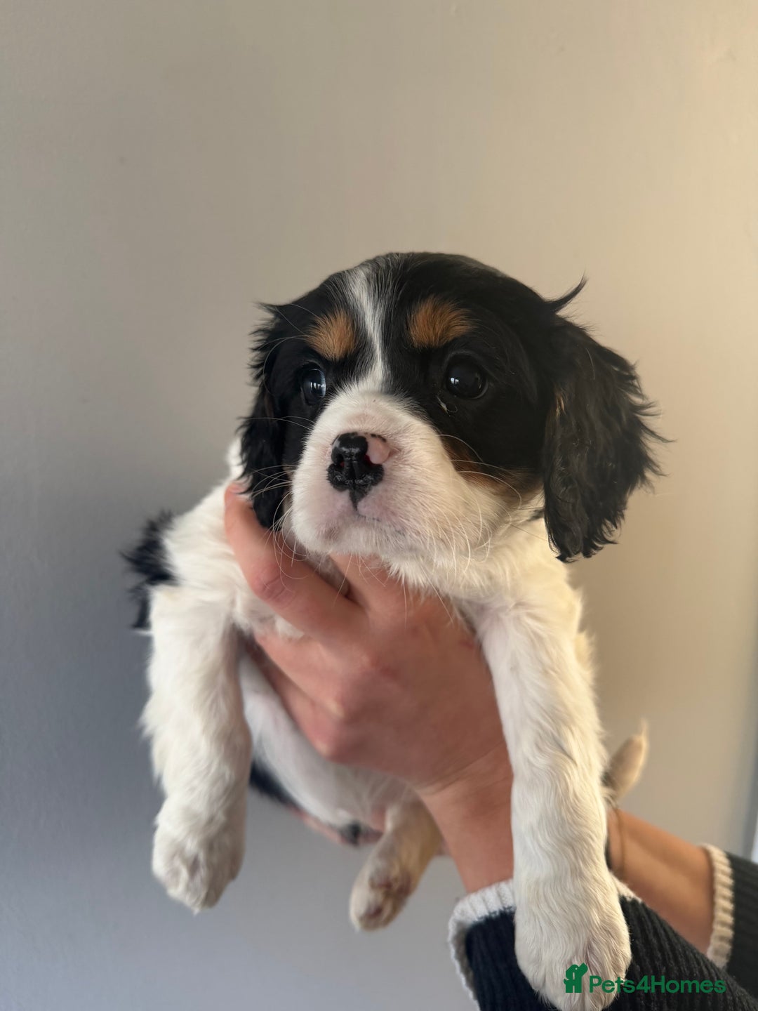 Cavalier King Charles Spaniel dogs for sale: 🐶King Charles Cavalier Puppies✨ STUNNING✨❤️🐶  - Advert 22