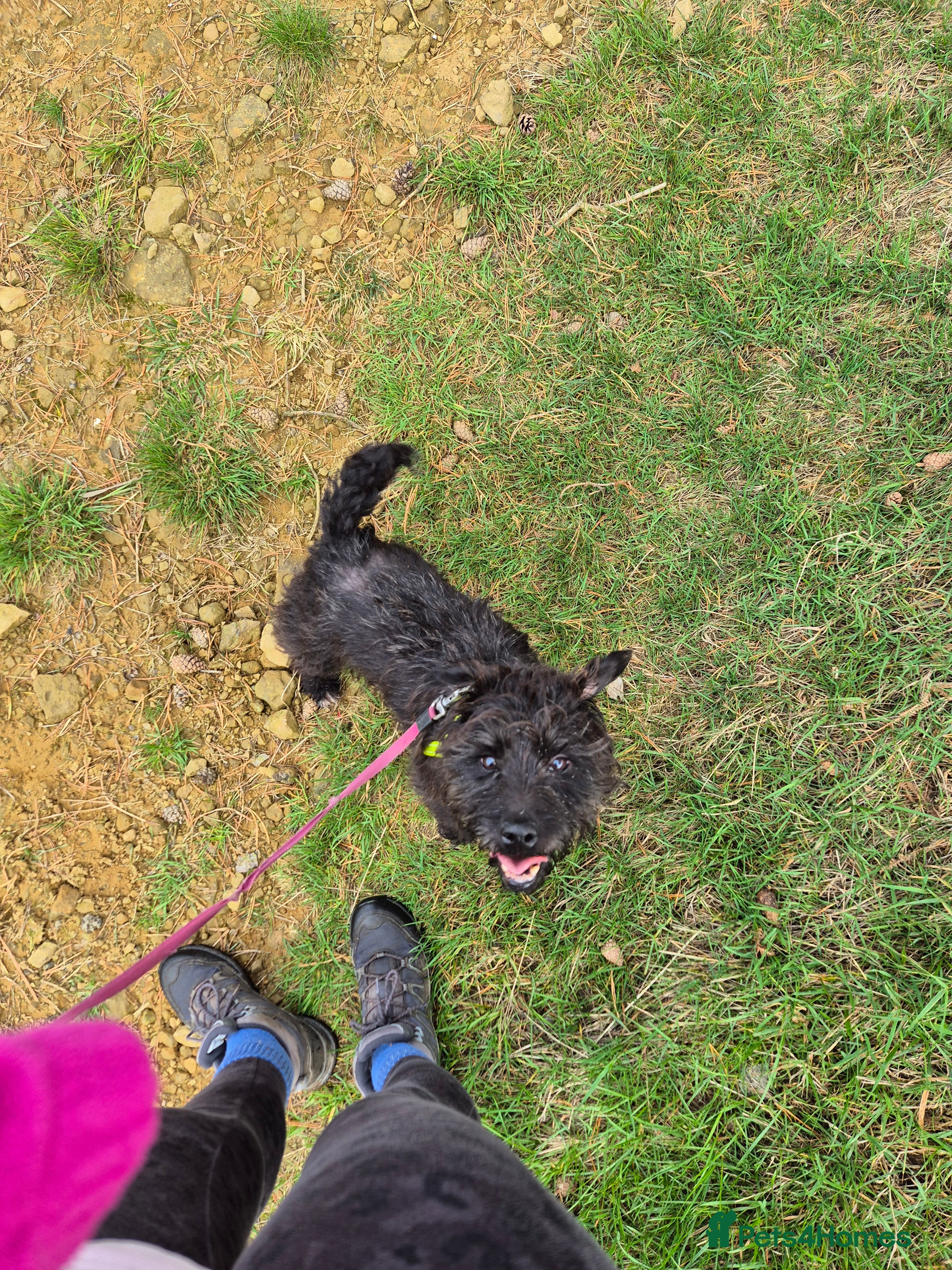 Patterdale Terrier dogs Patterdale cross - Advert 8