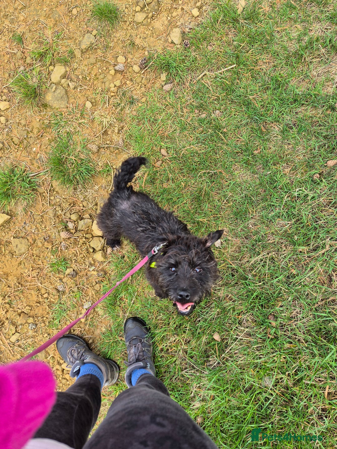 Patterdale Terrier dogs for sale: Patterdale cross - Advert 1