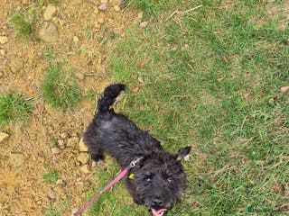 Patterdale Terrier dogs Patterdale cross - Advert 4