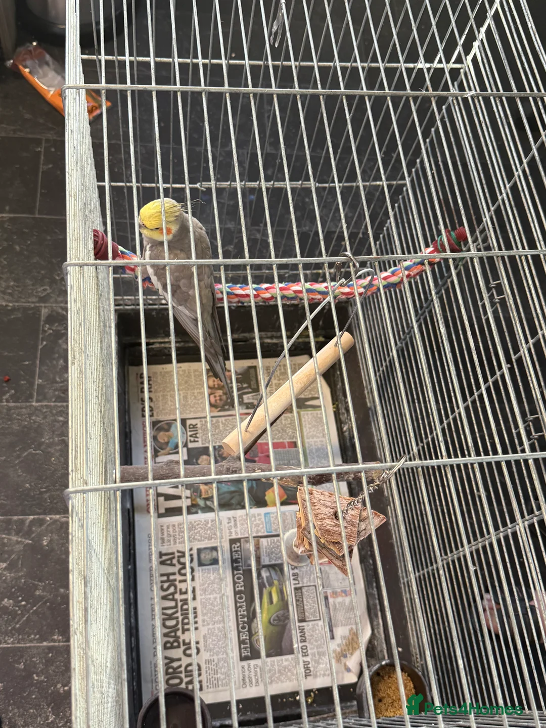Cockatiels birds for sale: Bird lovely and can negotiate price need gone asap - Advert 7