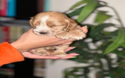 Cocker Spaniel dogs for sale: KC Stunning Golden Show-Type Cocker Spaniel  - Advert 14