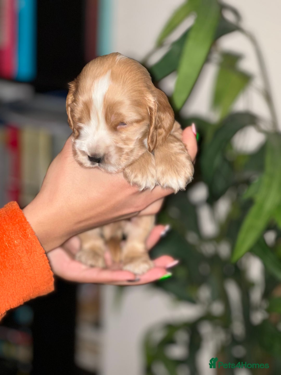 Cocker Spaniel dogs for sale: KC Stunning Golden Show-Type Cocker Spaniel  - Advert 14