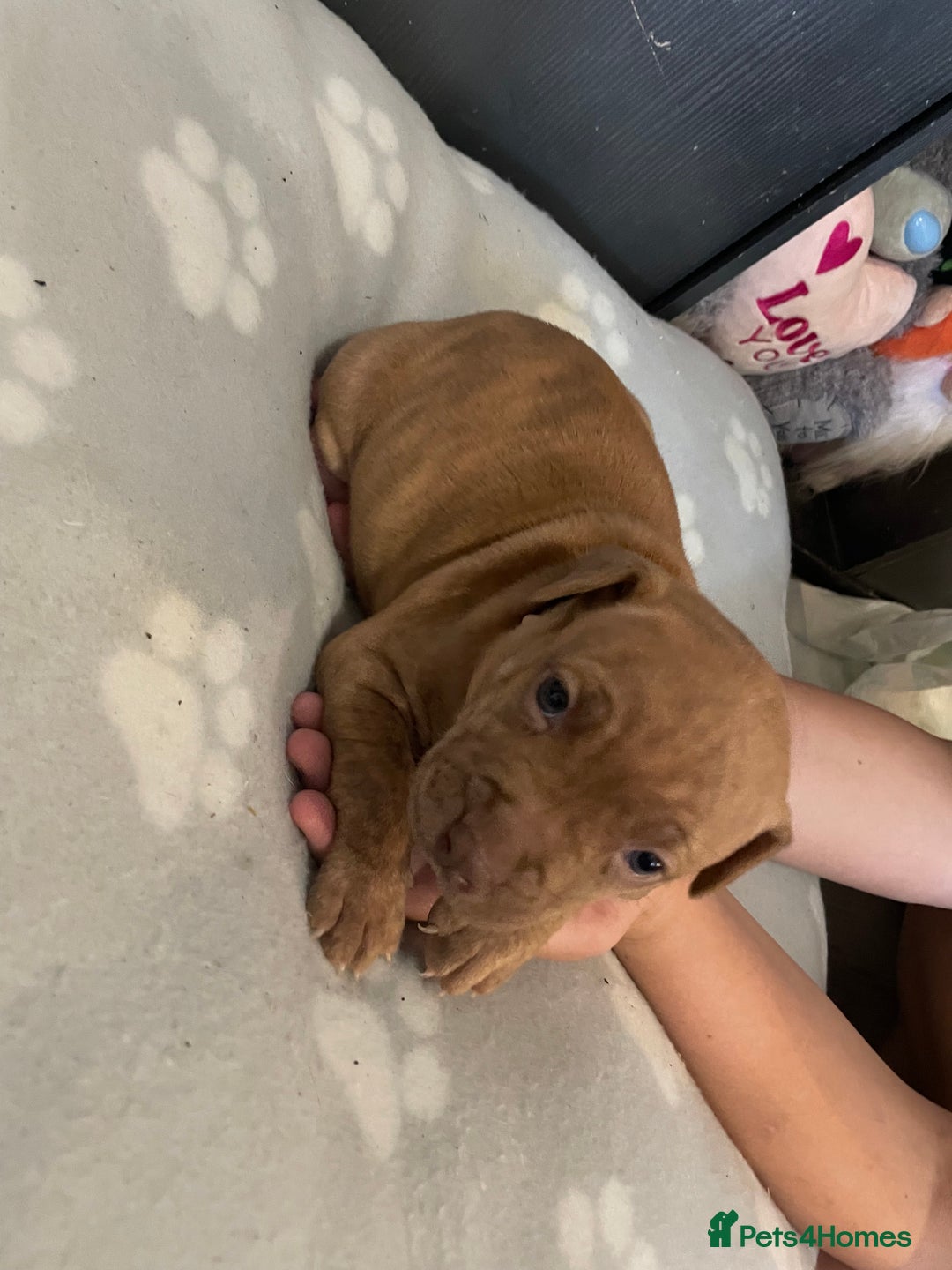 Staffordshire Bull Terrier dogs for sale: Staffy puppy  - Image 8