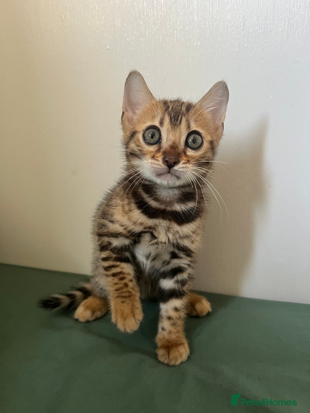 Bengal cats for sale: **LAST ONE** Female Rosetta Bengal - Image 4