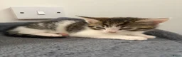 Mixed Breed cats for sale: Beautiful kittens - Advert 2