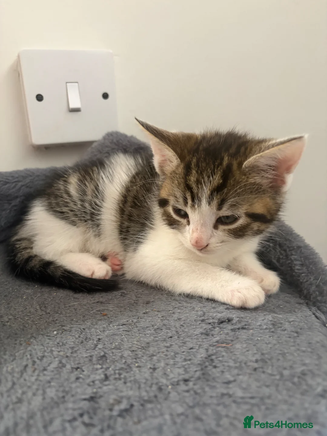 Mixed Breed cats for sale: Beautiful kittens - Advert 2