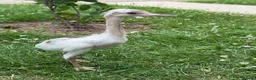 Emus poultry for sale: Rhea chicks for sale.   Whites and greys.  - Advert 3
