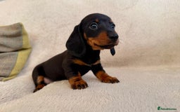 Miniature Dachshund dogs for sale: Miniature smooth haired Dachshunds  - Image 2