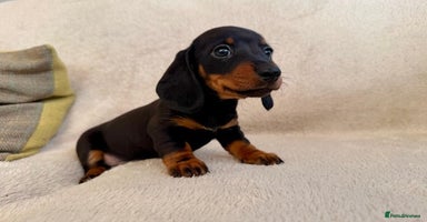 Miniature Dachshund dogs - Advert 1