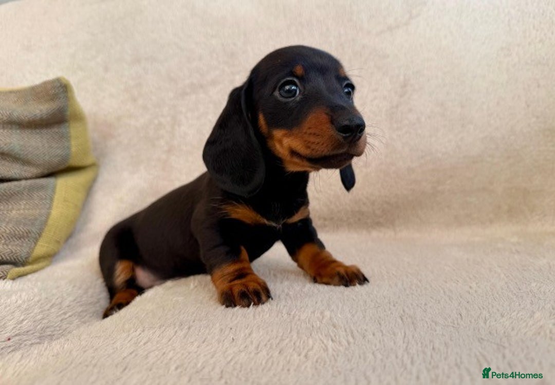Miniature Dachshund dogs for sale: Miniature smooth haired Dachshunds  - Image 2