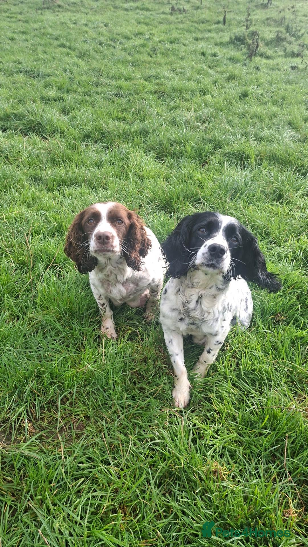 Sprocker dogs Sprocker puppies for sale  - Advert 12