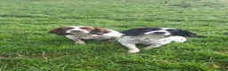 Sprocker dogs for sale: Sprocker puppies for sale  in Thornhill - Advert 1