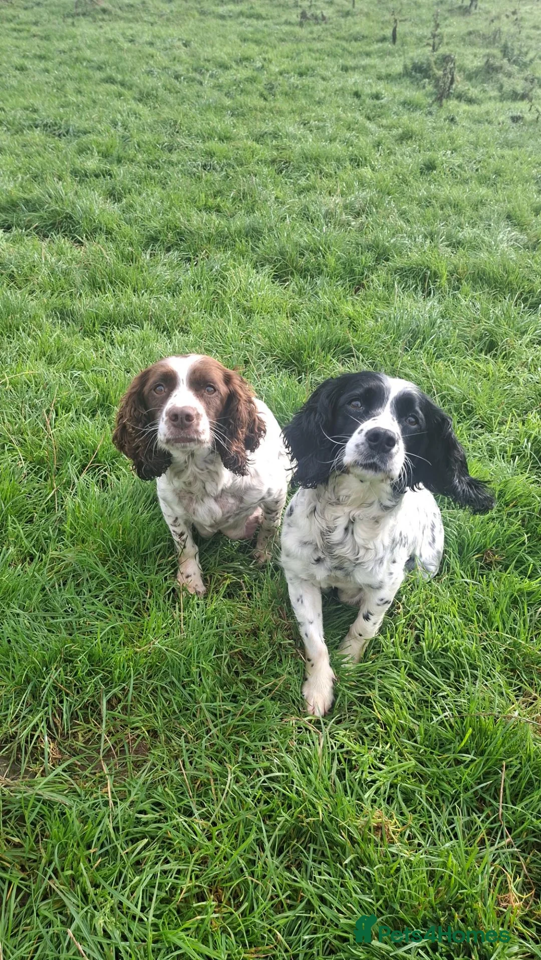 Sprocker dogs for sale: Sprocker puppies for sale  in Thornhill - Advert 1