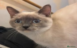 Domestic Shorthair cats for sale: British shorthair cross boy (50% bsh) - Advert 4