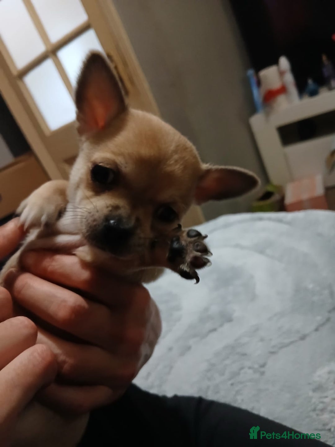 Chihuahua dogs for sale: BEAUTIFUL CHIHUAHUA PUPPIES  - Image 9