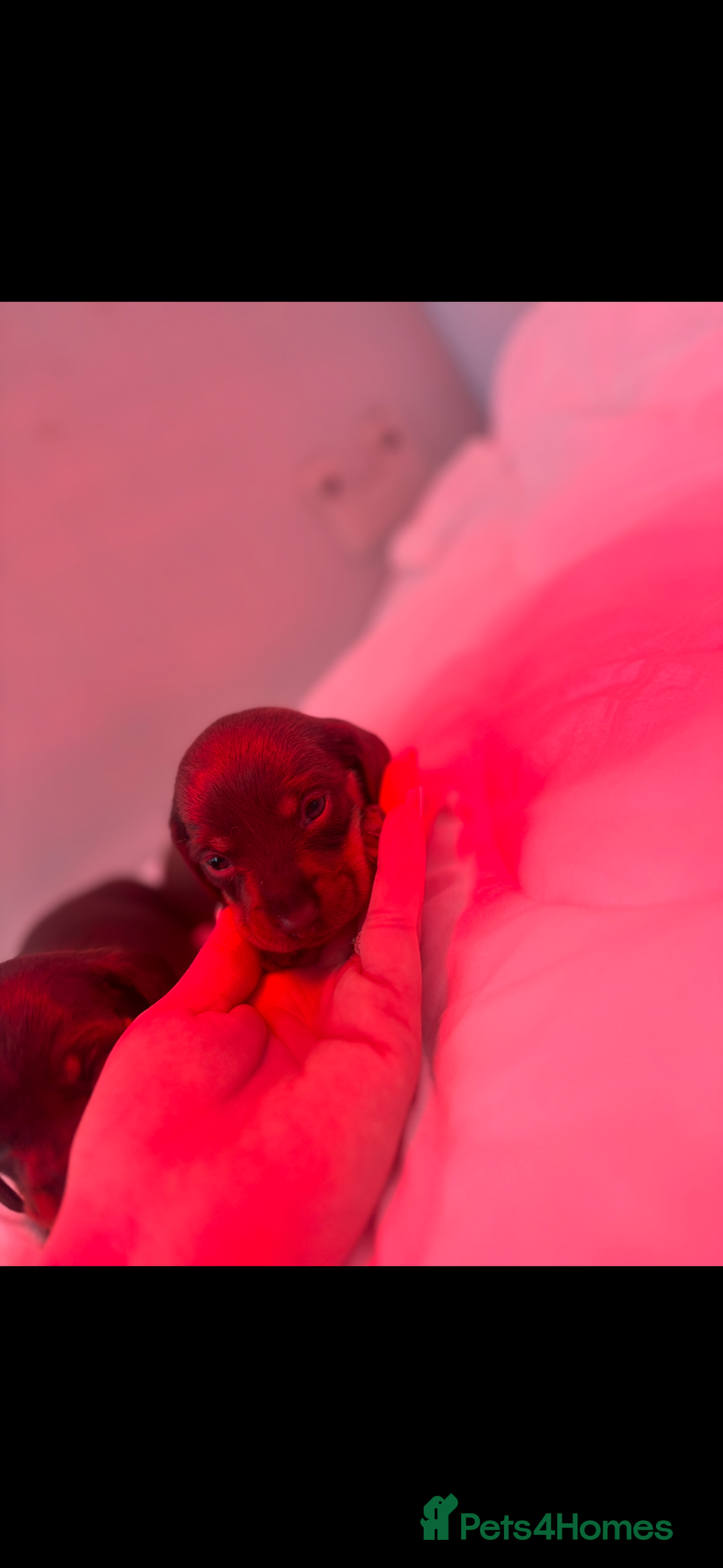 Miniature Dachshund dogs for sale: KC Miniature dachshunds - Advert 5