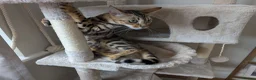 Bengal cats for sale: Trixie  in Rochdale - Advert 3
