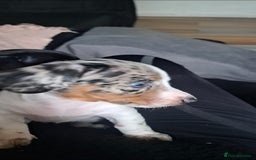 Miniature Dachshund dogs for sale: 3 STUNNINGLY ADORABLE MINIATURE DACHSHUND PUPPIES  - Image 6